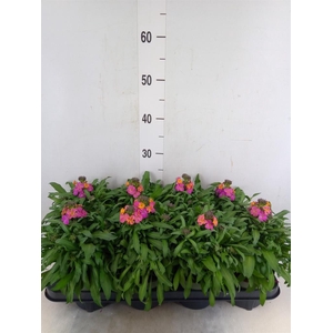 Erysimum  'Leya Orange Glow'