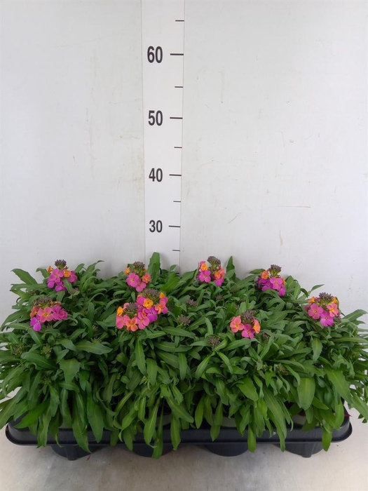 <h4>Erysimum  'Leya Orange Glow'</h4>