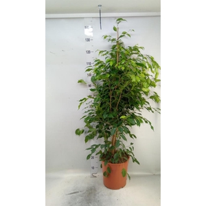Ficus benja. 'Exotica'