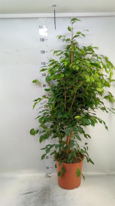 <h4>Ficus benja. 'Exotica'</h4>