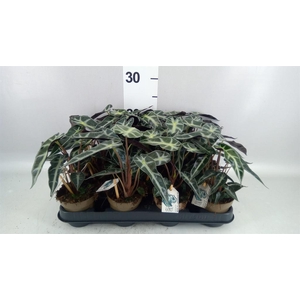 Alocasia amazonica