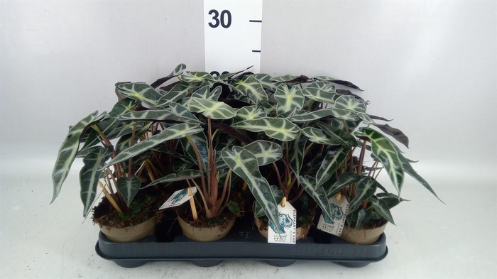 <h4>Alocasia amazonica</h4>