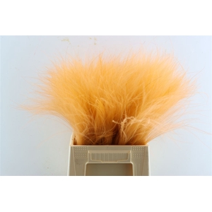 Dried Stypha Salmon(10 Toef) Bunch