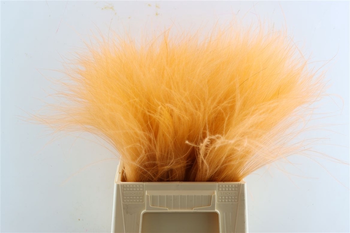 <h4>Dried Stypha Salmon(10 Toef) Bunch</h4>