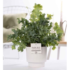 Phlebodium Davana in P&PURE Ivy ceramics shiny white