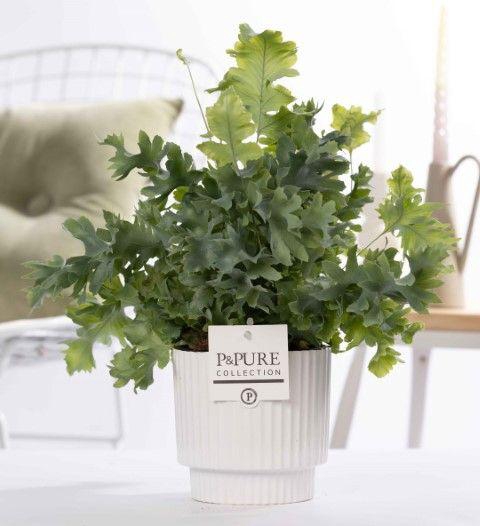 <h4>Phlebodium Davana in P&PURE Ivy ceramics shiny white</h4>