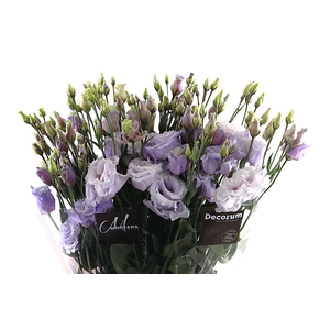 Eust Klb Frumenti Lavender