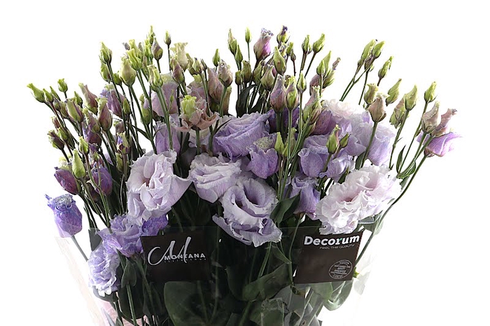 <h4>Eust Klb Frumenti Lavender</h4>