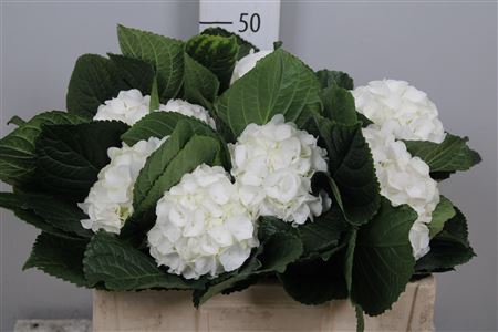 <h4>Hydr M Allure</h4>