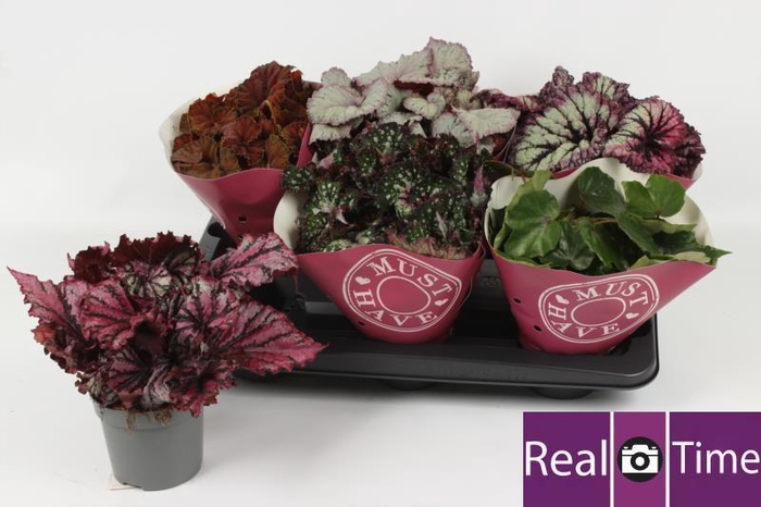 <h4>BEG BEL GEM</h4>