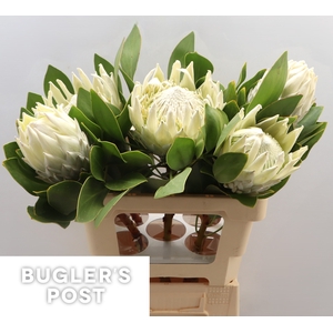 Protea cynaroides Ayoba Arctic Ice