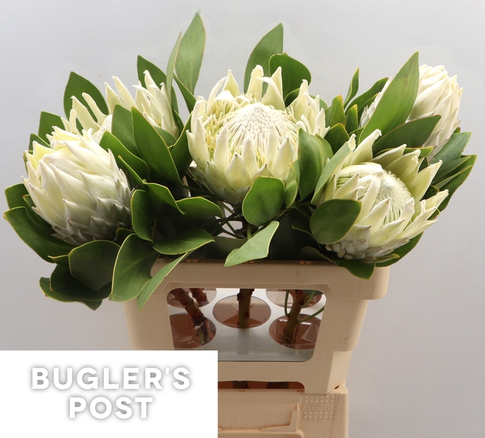 <h4>Protea cynaroides Ayoba Arctic Ice</h4>