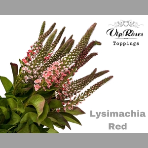 LYSIMACHIA RED x50