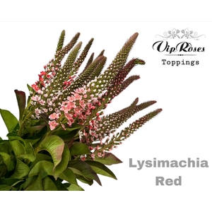 LYSIMACHIA RED x50