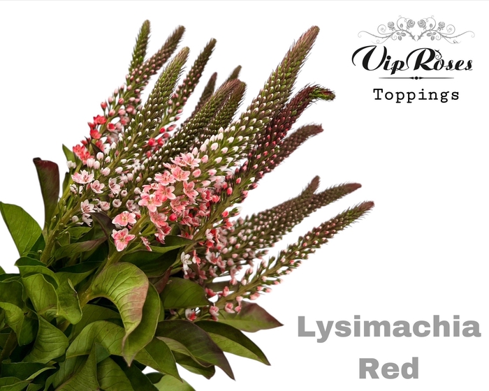 <h4>LYSIMACHIA RED x50</h4>