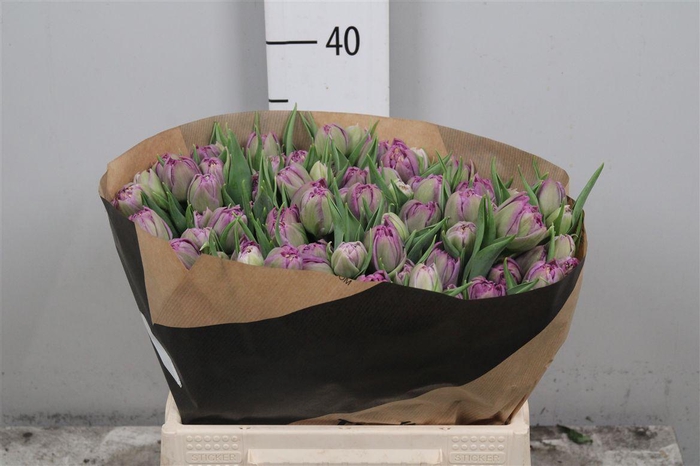 <h4>Tu Du Castella</h4>