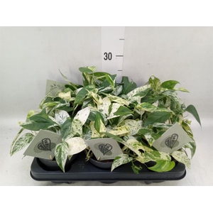 Epipremnum pinn. 'Marble Variegata'