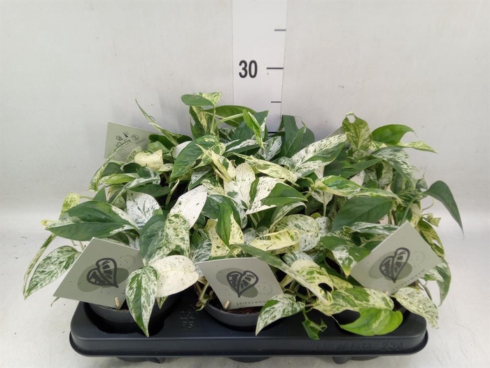 <h4>Epipremnum pinn. 'Marble Variegata'</h4>