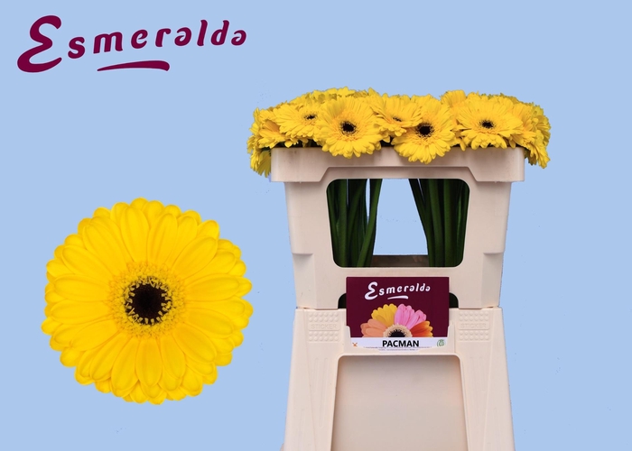 <h4>GE MI PACMAN</h4>