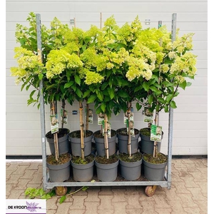 Hydrangea pan. Limelight 27Ø 160cm 10fl