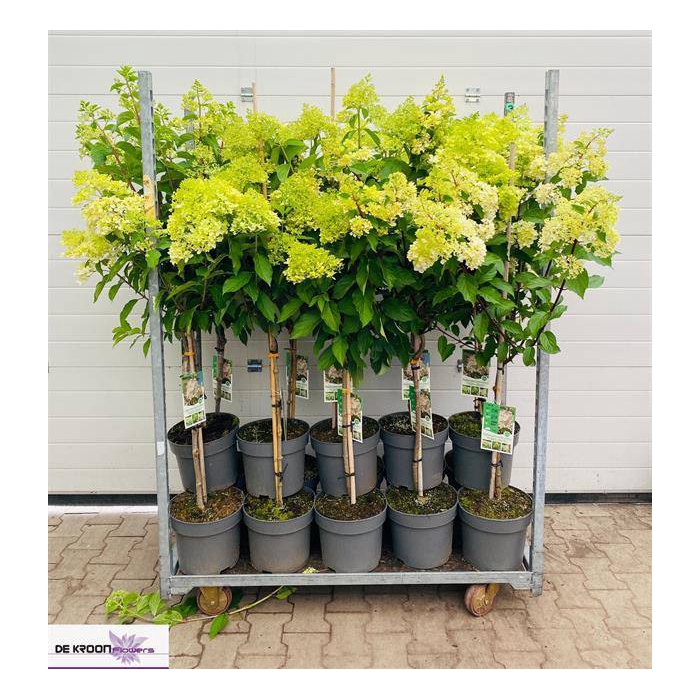 <h4>Hydrangea pan. Limelight 27Ø 160cm 10fl</h4>