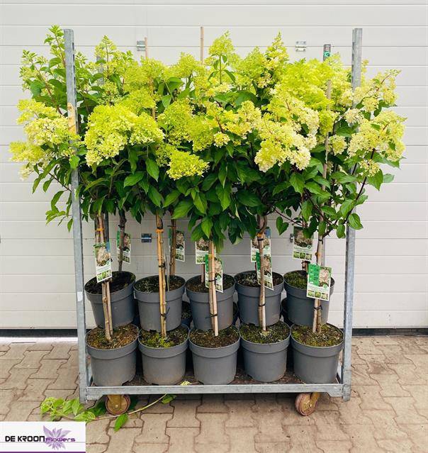 Hydrangea pan. Limelight 27Ø 160cm 10fl