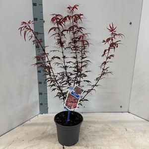 Acer palmatum Shaina