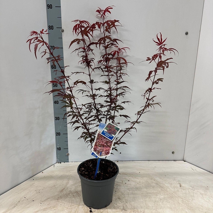 <h4>Acer palmatum Shaina</h4>