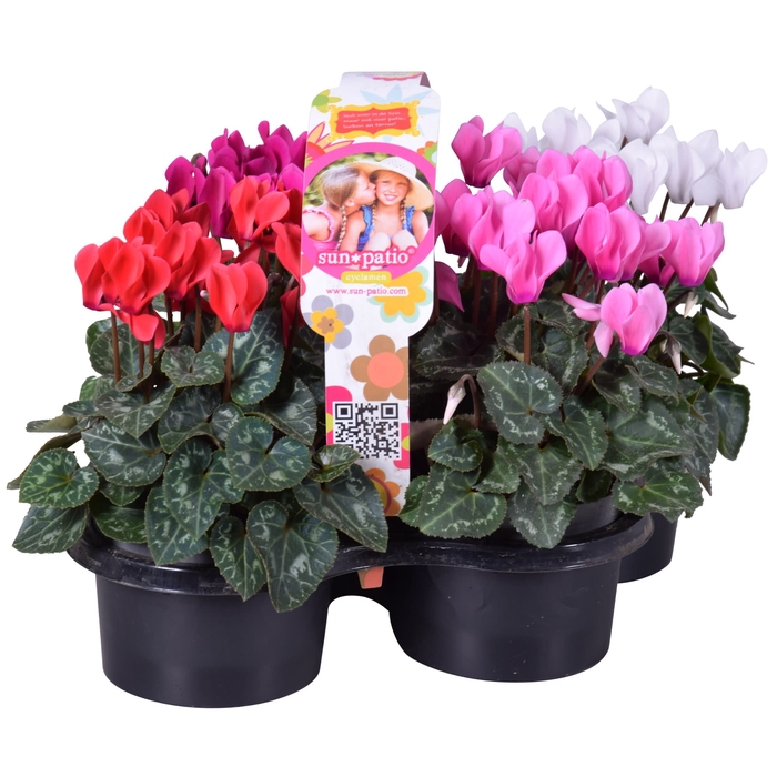 Cycl Patio Sunpatio 4-pack