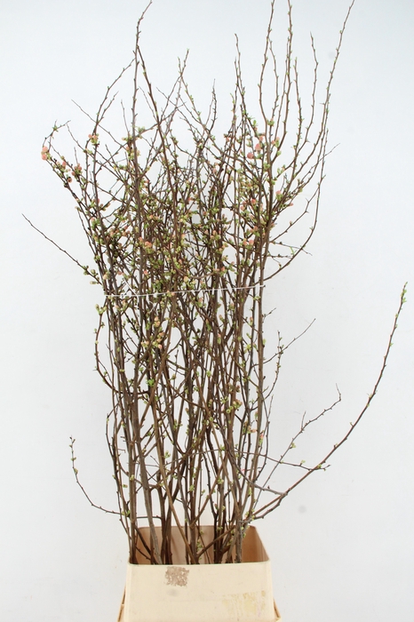 <h4>CHAENOMELES JAPONICA PINK 140CM</h4>