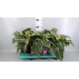 Aphelandra squar.