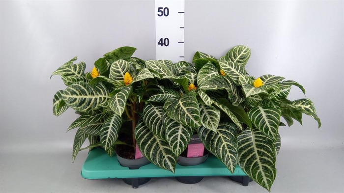 <h4>Aphelandra squar.</h4>
