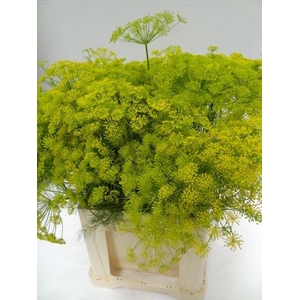 ANETHUM GRAVEOLENS ANETHUM GRAVEOLE