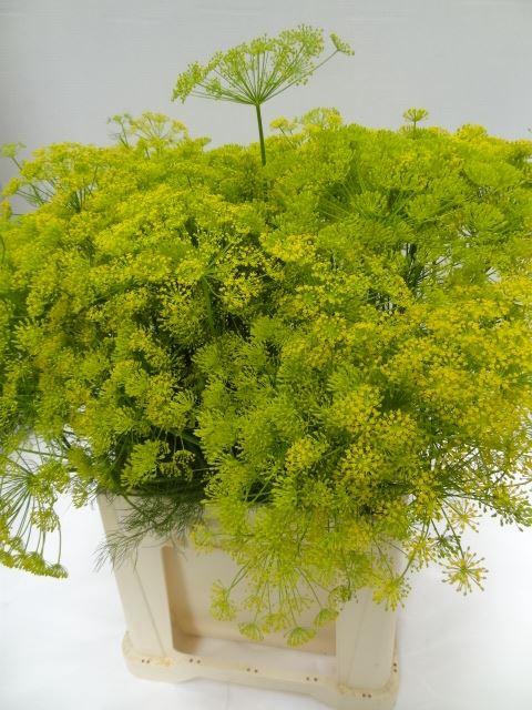 <h4>ANETHUM GRAVEOLENS ANETHUM GRAVEOLE</h4>