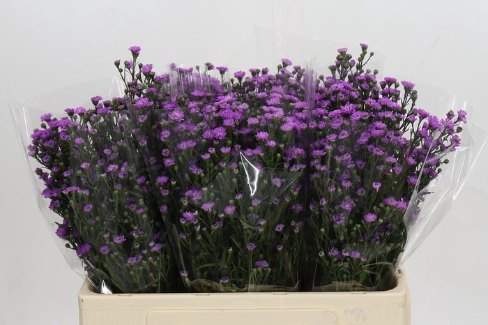 <h4>Aster Baby Pink</h4>