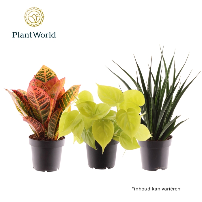 <h4>Mix Festival</h4>