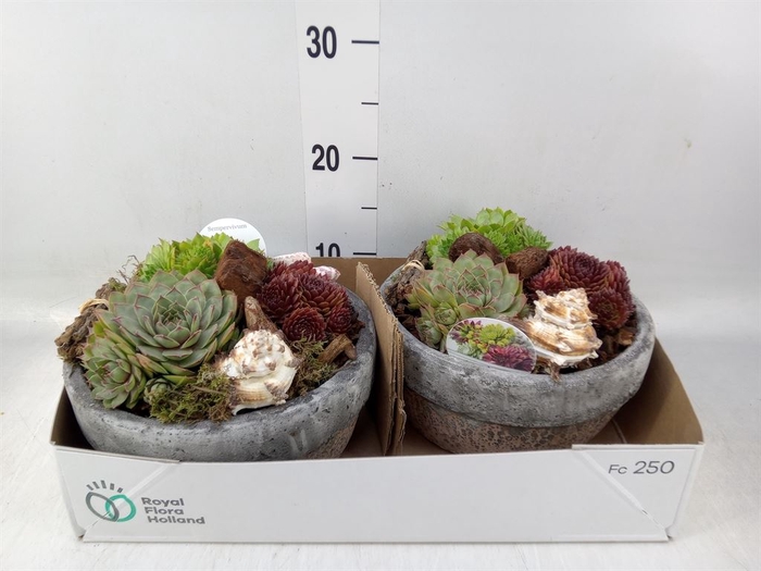 <h4>Arr.  Sempervivum L%</h4>