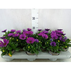 Osteospermum  'Margarita Cool Purp'