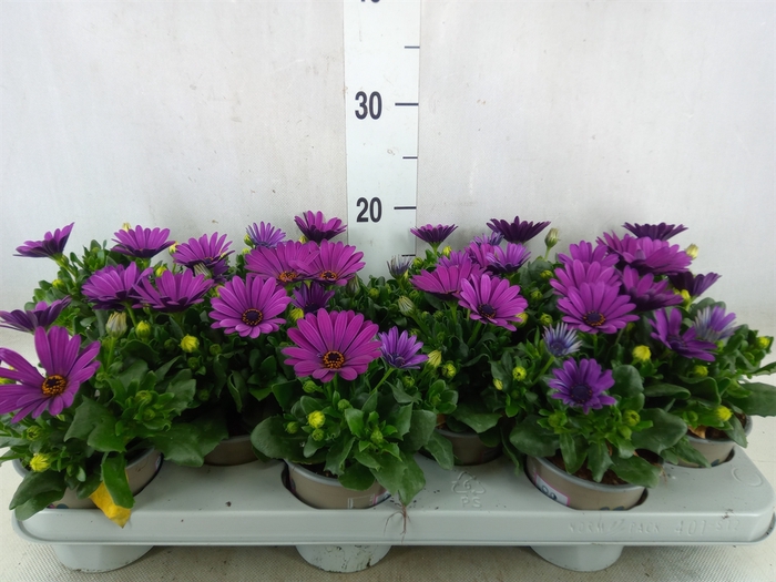 <h4>Osteospermum  'Margarita Cool Purp'</h4>