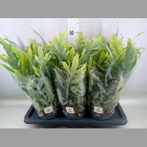 Phlebodium aureum 'Blue Star'