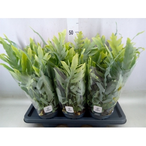 Phlebodium aureum 'Blue Star'