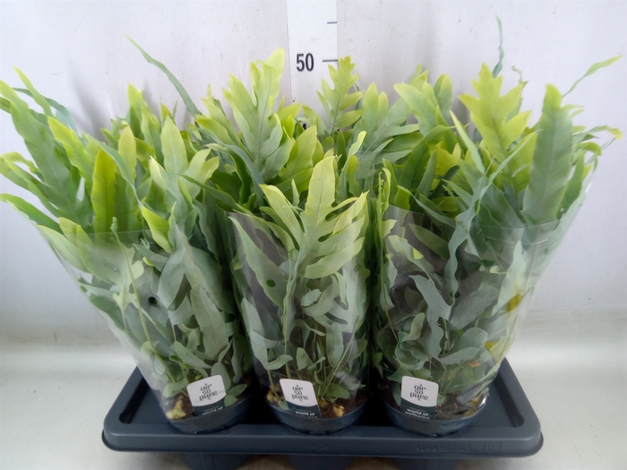 <h4>Phlebodium aureum 'Blue Star'</h4>