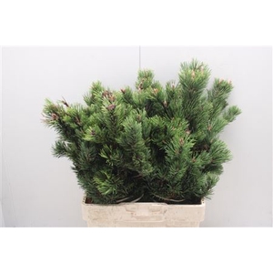 Pinus Strobus Bs