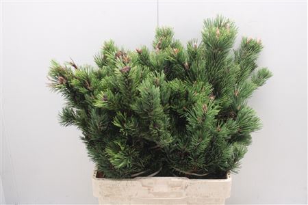 <h4>Pinus Strobus Bs</h4>