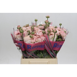 Ranunculus Romance Seine
