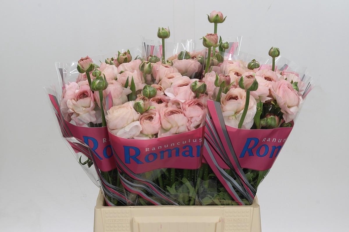 <h4>Ranunculus Romance Seine</h4>