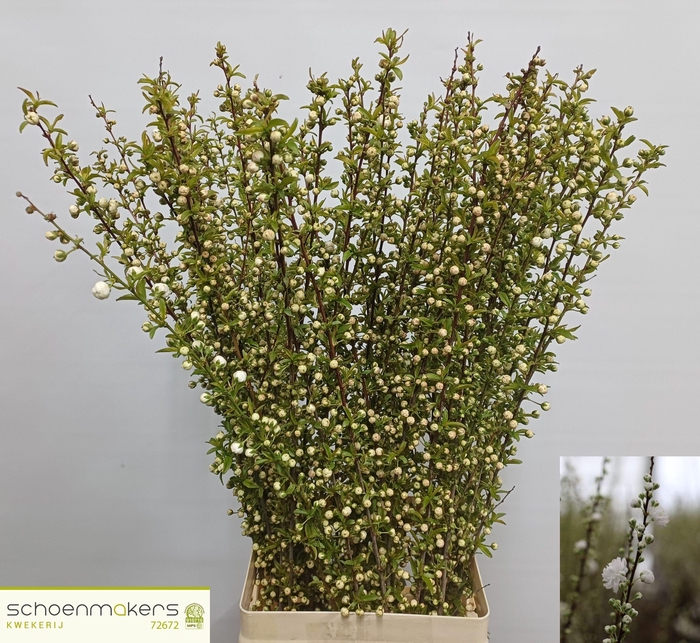 <h4>PRUNUS GLAND WIT ST</h4>