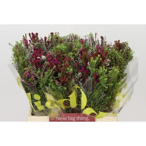 BQ Kaaps Groen Capemix Painted