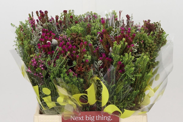<h4>BQ Kaaps Groen Capemix Painted</h4>