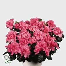 <h4>Rhodo Si Rose Vogel</h4>